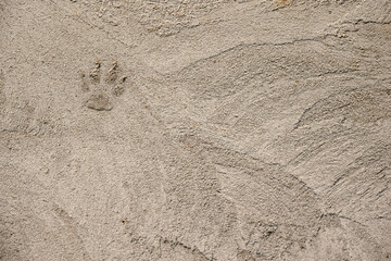 Fototapeta na wymiar Rough concrete surface with a dog paw print