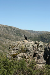 Birdwatching. View of an Andean condor in the rocky mountaintop.