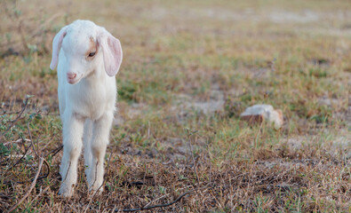Fototapeta premium White goat in a meadow on a farm. Raising cattle on a ranch, pasture 