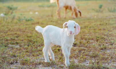 Fototapeta premium White goat in a meadow on a farm. Raising cattle on a ranch, pasture 