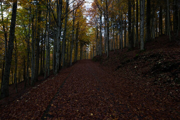 Obraz premium Bellissima passaggiata sulla piana del Cansiglio. Posto meraviglioso e tranquillo.