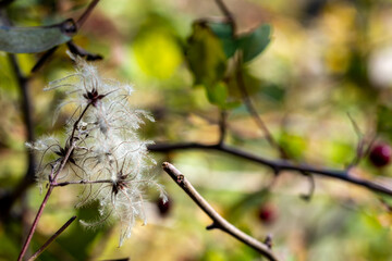 The fruits of vidarra (Clematis vitalba) are small and elliptical achenes; They are provided with an elongated, white filament, hairy like a down