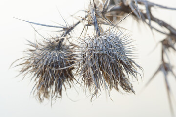 abstract picture of a faded thistle