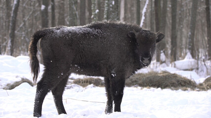 European bison (Bison bonasus) or the European wood bison, also known as the wisent or zubr in Białowieża Forest