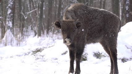 European bison (Bison bonasus) or the European wood bison, also known as the wisent or zubr in Białowieża Forest
