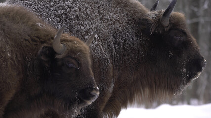 European bison (Bison bonasus) or the European wood bison, also known as the wisent or zubr in Białowieża Forest