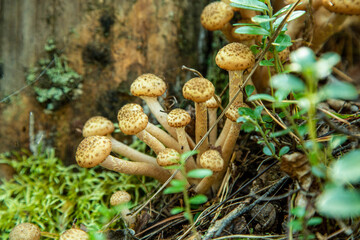 mushrooms in the forest