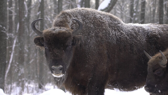 European bison (Bison bonasus) or the European wood bison, also known as the wisent or zubr in Białowieża Forest