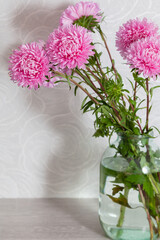 Pink chrysanthemum on white background