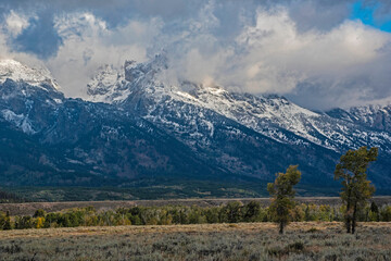 Snow capped mountains and yellow leaves in the fall of The Grand Tetons.