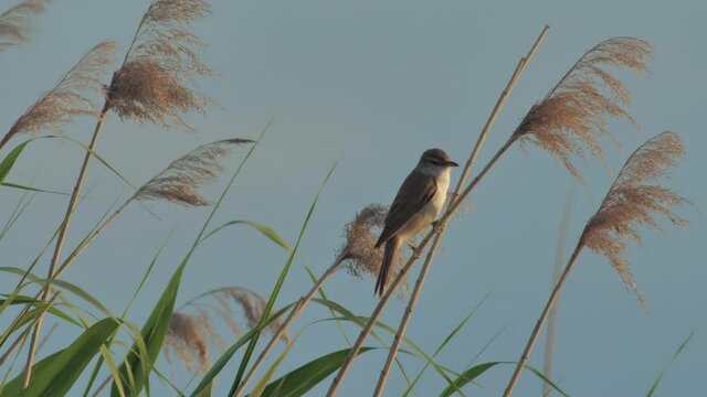 wildlife bird europe - Acrocephalus close up singing in bulrush