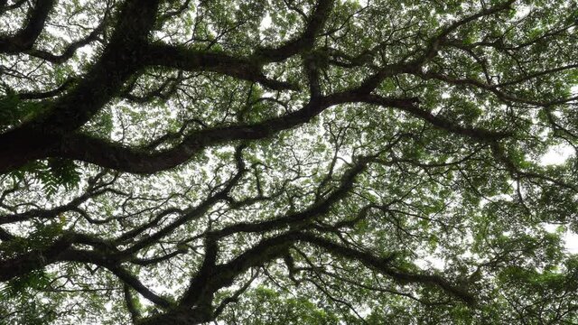 beautiful bottom view of old giant rain tree