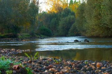 krajobraz rzeka natura drzewa liście woda © Piotr