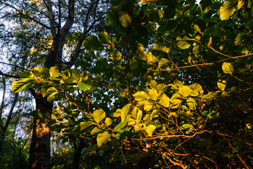 Green leaves backlit at early sunset in the park