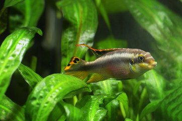 Pelvicachromis Pulcher, male cichlid parrot, aquarium background green plants.