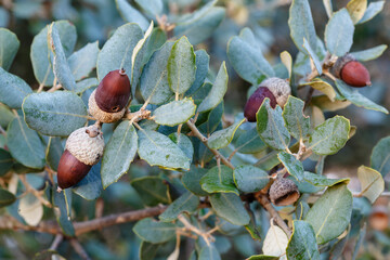Oak branch with leaves and its fruits, acorns, in autumn. Quercus ilex.