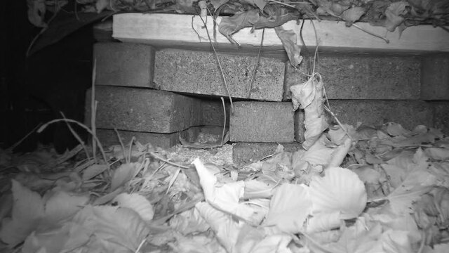 Waldmaus (Apodemus sylvaticus) inspiziert bei Nacht ein Igelhaus