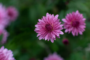 pink chrysanthemum flowers with space for tex