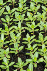 A texture or background sprout of a Madagascar Periwinkle in a plastic pack on the floor.