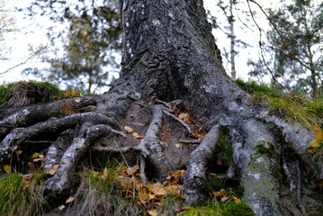 stump