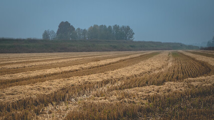 Fototapeta na wymiar Wheat field cut in winter
