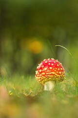 Amanita muscaria red mushroom in autumn in the wet meadow