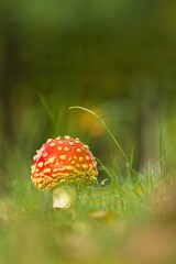 Ein roter Fliegenpilz im Herbst in einer Wiese, Amanita muscaria