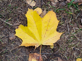 One yellow maple leaf in autumn in October.