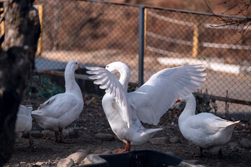 geese on the farm