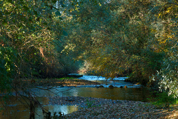 krajobraz rzeka natura drzewa liście woda
