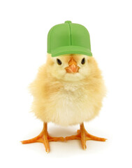 Cute chick with green cap funny conceptual photo