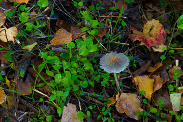 grzyb jesień natura flora trawa zieleń - obrazy, fototapety, plakaty
