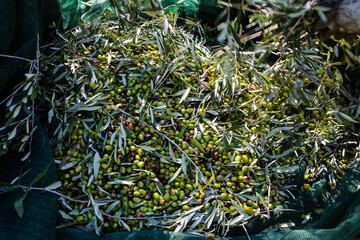 Raccolta olive verdi in Puglia