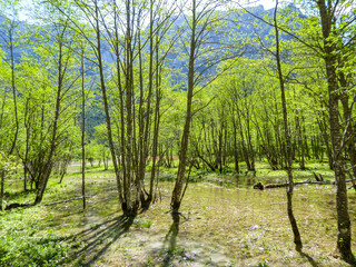 A thaw in Austrian Alps. The forest is flooded with water coming from the surrounding glacier. Early spring time. Lush green tree leaves. Nature wakes up after winter hibernation.