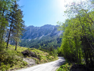 A gravel road through the forest leading to high Alpine mountains. The steep slopes of the mountain are overgrown with dense bushes. Clear and bright day in the valley. Exploration and adventure