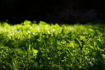 trawa krople woda tło zieleń © Piotr