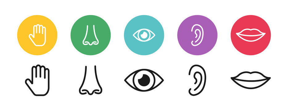 Five senses of human nervous system. Types of human senses. Elements: vision, hearing, smell, taste, touch on colorful background. Simple line icons and color circles, for web page, mobile app, banner