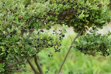 Japanese holly (Ilex crenata) berries / Aquifoliaceae evergreen shrub