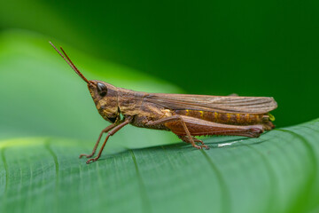 grasshopper on the leaf