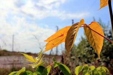 Obraz premium Autumn is coming. Yellow leaves close up