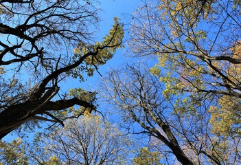 Branches of trees with yellow leaves against the sky on a Sunny autumn day