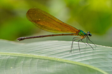 the damselfly perching