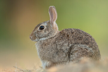 Close up of Cottontail rabbit (Sylvilagus floridanus) resting in the beautiful light of sunset with colorful bokeh on background. - Cute animals