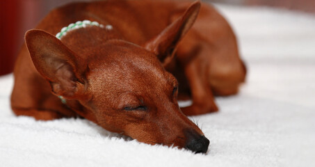 Portrait of a dog fast asleep. Brown dog sleeping lying on a white blanket.