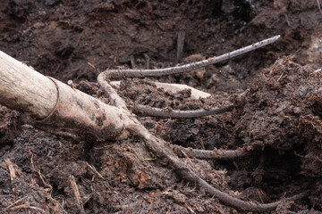 Metal pitchfork on the background of rotted manure