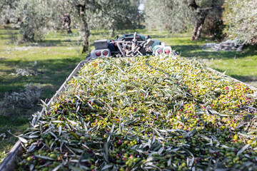 Raccolta olive verdi in Puglia