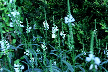 Piękne białe kwiaty rosnące wśród zieleni w ogrodzie przydomowym