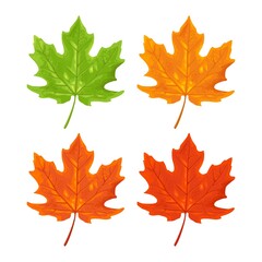 Maple leaf. Spring green and autumn orange. Vector color illustration.