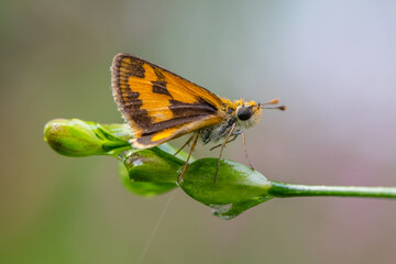 little yellow skipper perched on flowers