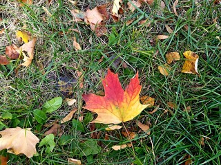 A red yellow maple leaf fell on the green grass on Star Boulevard in Moscow.